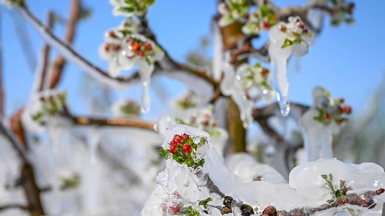 Meclis'te kurulan Zirai Don Olayını Araştırma Komisyonu raporunu tamamladı