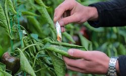 Orman zararlılarıyla mücadelede 1 milyondan fazla faydalı organizma üretildi