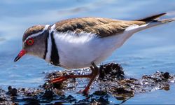 Türkiye'de ilk kez takkeli cılıbıt kuşu görüldü