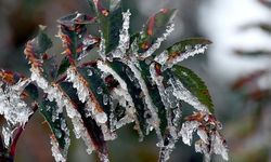 Meteoroloji'den zirai don uyarısı: Birçok bölgeyi etkileyecek