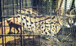 Kaçak getirilen 2 vaşak ve 2 serval kedisi gümrükte kurtarıldı