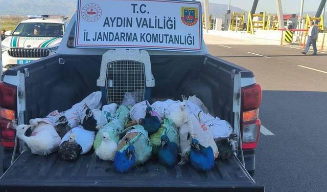 Aydın'da yolcu otobüsünde 12 tavus kuşu ele geçirildi