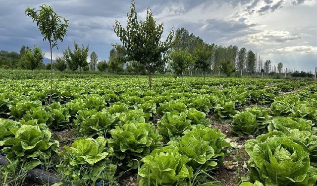 Bakanlıktan 'akıllı tarım' odaklı projelere hibe desteği