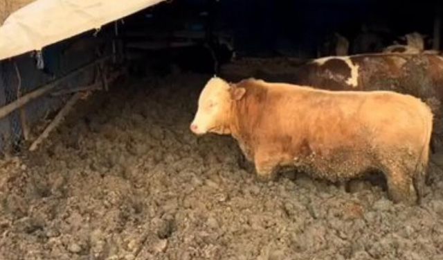 Çorum'da hayvan refahına aykırı davranan işletmeye idari para cezası kesildi