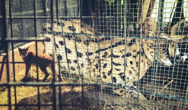 Kaçak getirilen 2 vaşak ve 2 serval kedisi gümrükte kurtarıldı