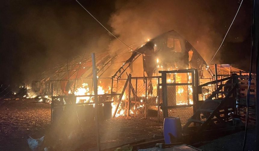 Bursa'da çiftlikte çıkan yangında çok sayıda hayvan telef oldu