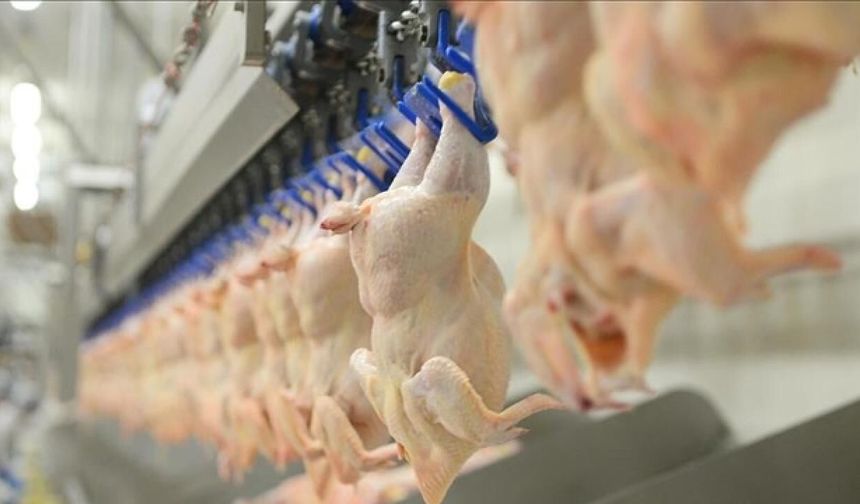 Tavuk eti üretimi ocakta arttı