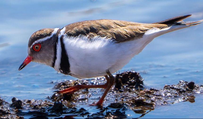 Türkiye'de ilk kez takkeli cılıbıt kuşu görüldü