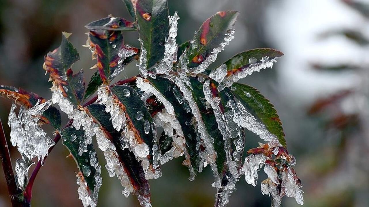 Meteoroloji'den zirai don uyarısı: Birçok bölgeyi etkileyecek