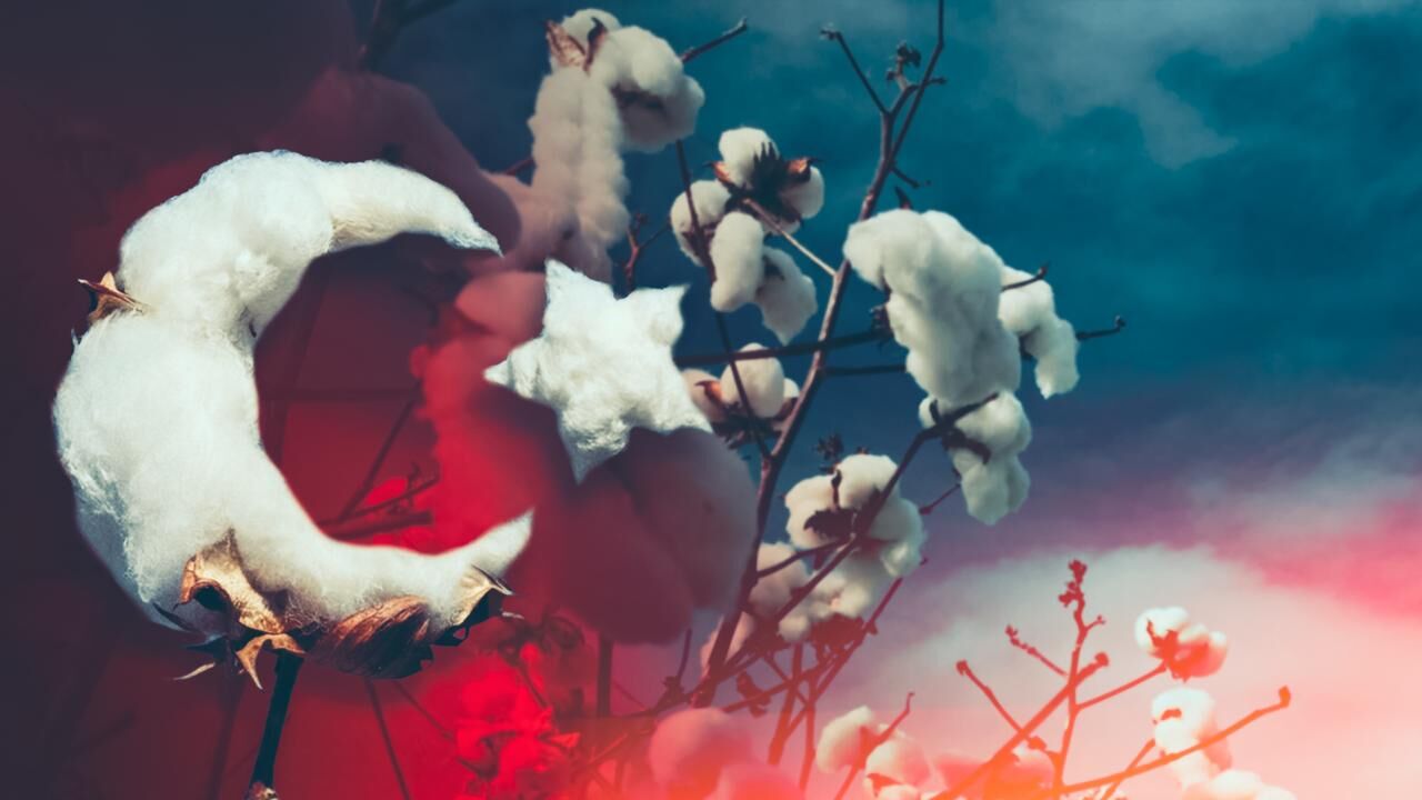 Pamukta genetik devrim: 1000 yıllık süreç laboratuvarda birkaç yıla indirildi